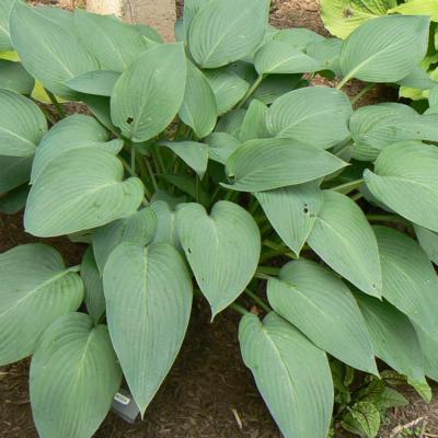 Hosta 'Snowden'